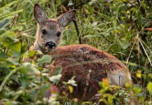 17 Rehkitz Hunsrueck